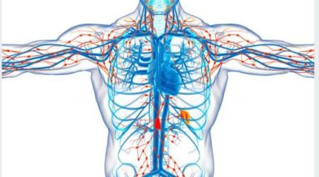 Lymphatic system: Facts & Functions